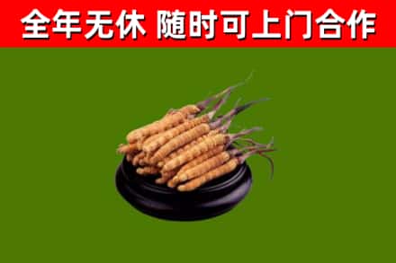 西林县回收散虫草