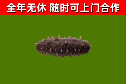 西林县回收海参干